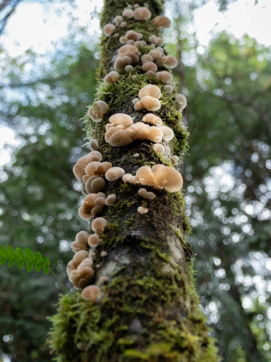 Forest fungi in your back yard